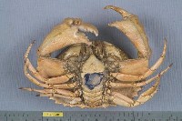 日本饅頭蟹藏品圖，第2張